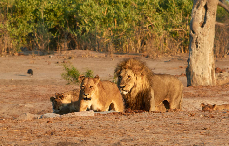 Big Five Safari Adventure