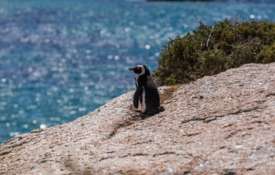 Cape Peninsula Full Day