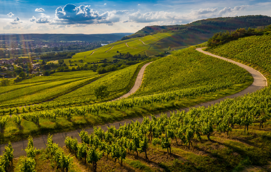 Winelands Private Tasting